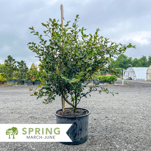 Setsugekka Camellia - Camellia sasanqua 'Setsugekka' | Shepherdssupply