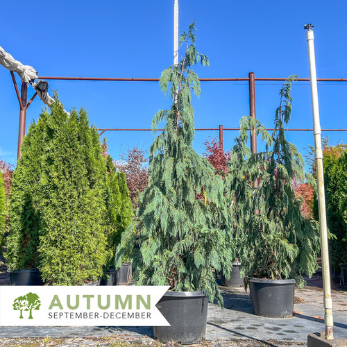 Weeping Alaskan Cedar - Chamaecyparis nootkatensis 'Pendula