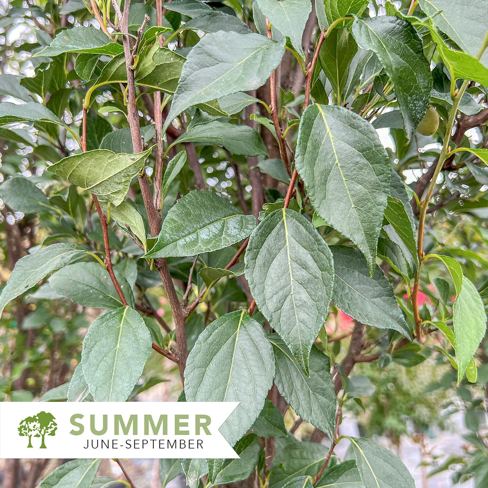 Thumbnail: APrystine Spire™ Japanese Snowbell - Styrax japonicus 'SJMTF'