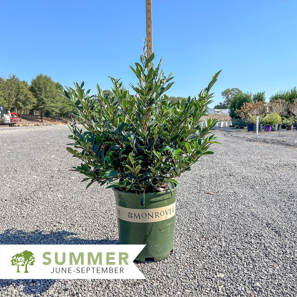 Blue Cascade® Distylium - Distylium 'PIIDIST-II'