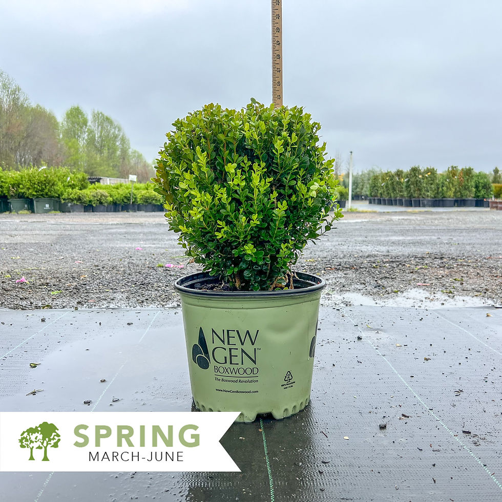 Thumbnail: NewGen® Freedom Boxwood – Buxus 'SB300'