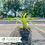 Thumbnail: Variegated Liriope-Liriope muscari 'Variegata'