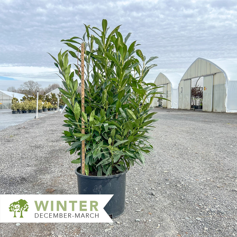Thumbnail: Schip Laurel - Prunus lauroceras Schipkaensis
