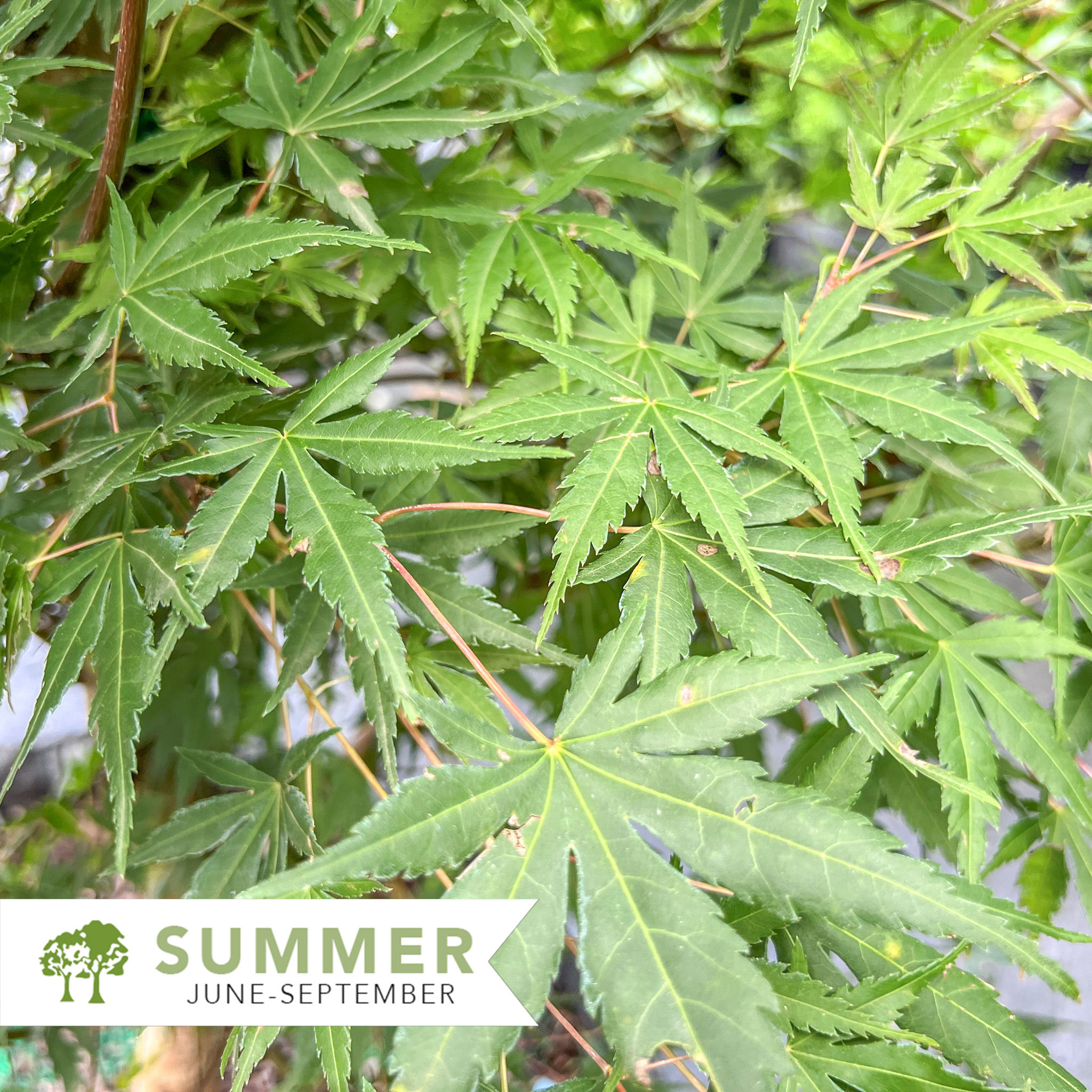 Glowing Embers Japanese Maple – Acer palmatum 'Glowing Embers'