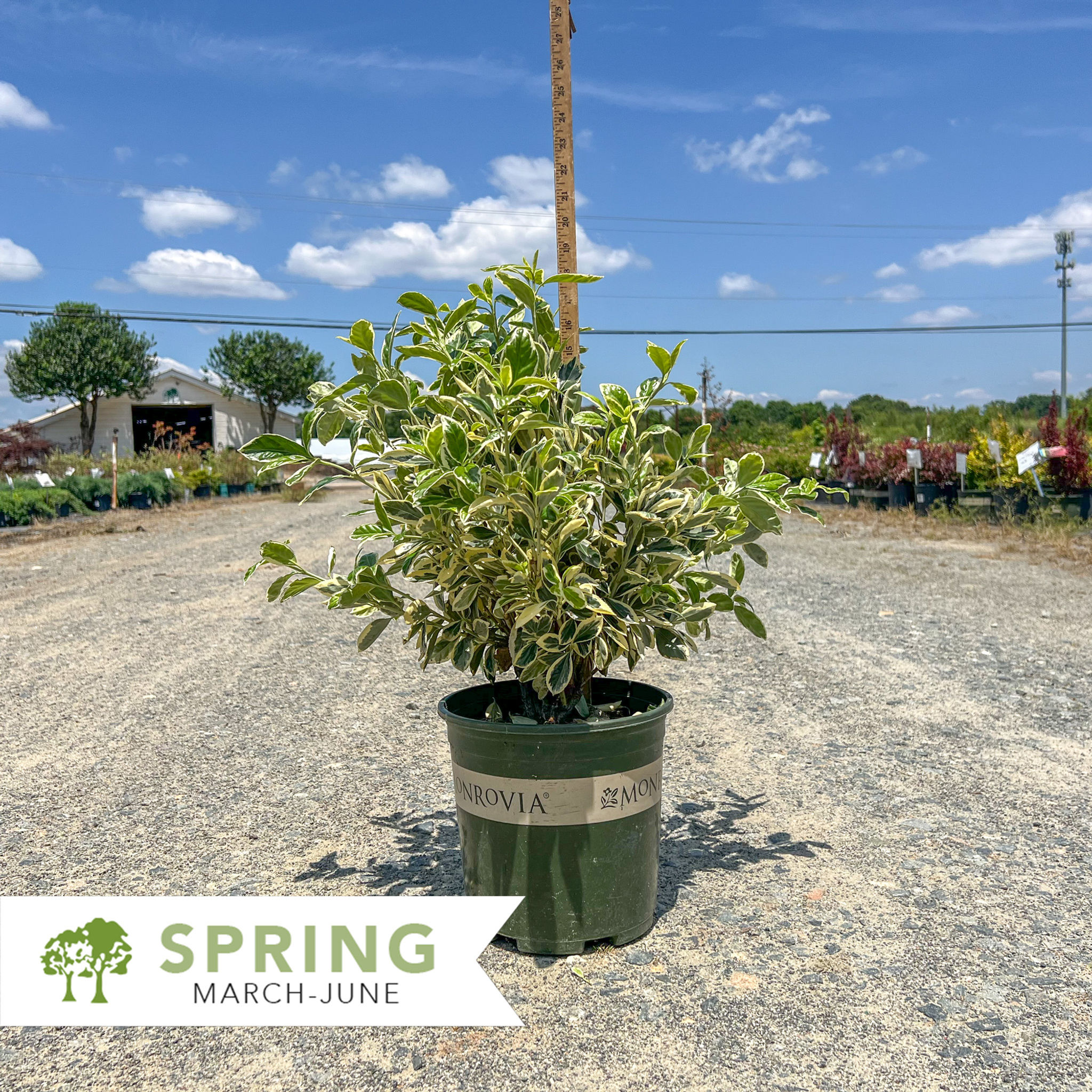 Silver King Euonymus - Euonymus japonicus 'Silver King'
