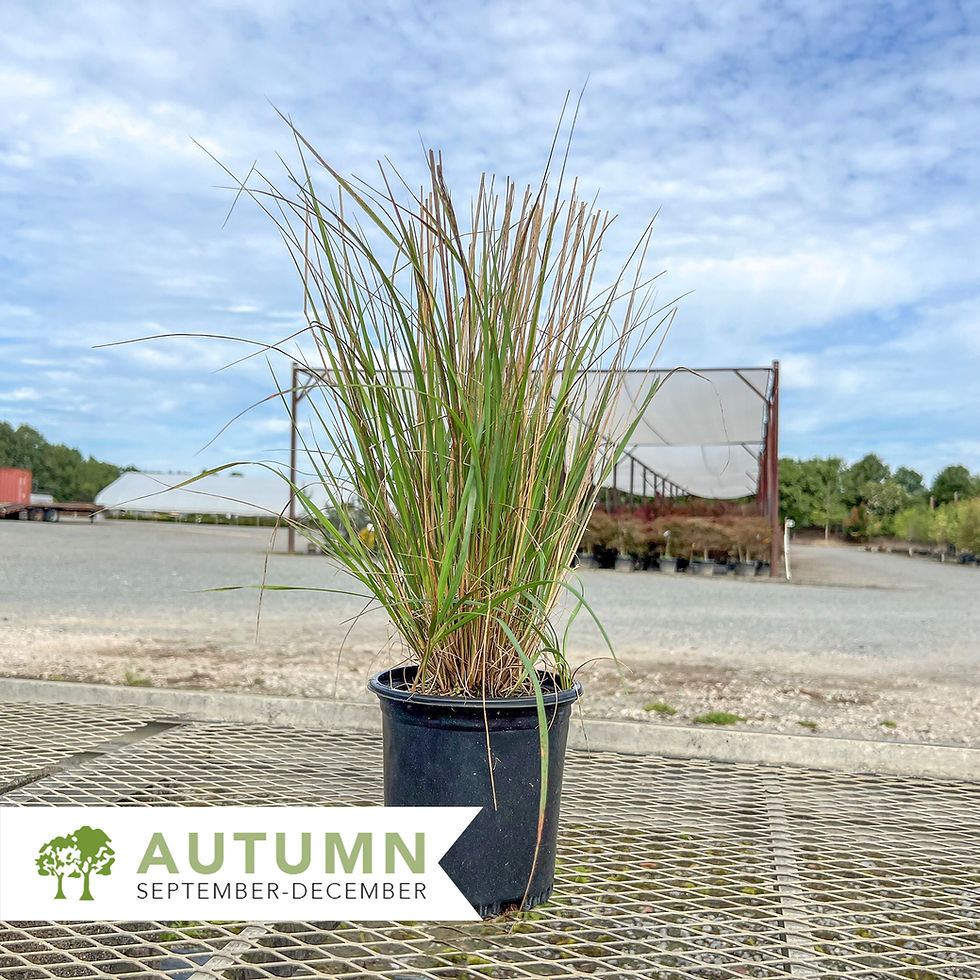 Thumbnail: Karl Foerster Feather Reed Grass - Calamagrostis x acutiflora 'Karl Foerster'