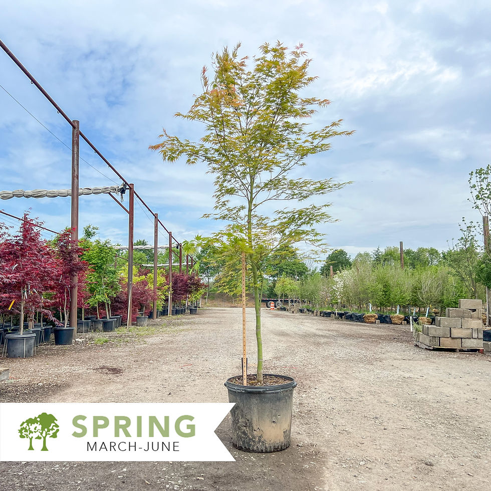 Thumbnail: Orange Flame Japanese Maple - Acer palmatum ‘Orange Flame’