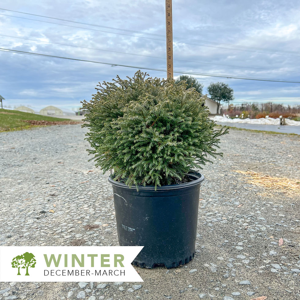 Thumbnail: Mr. Bowling Ball® Arborvitae - Thuja occidentalis 'Bobozam'