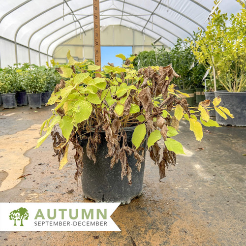 Sun King Golden Japanese Spikenard - Aralia cordata 'Sun King