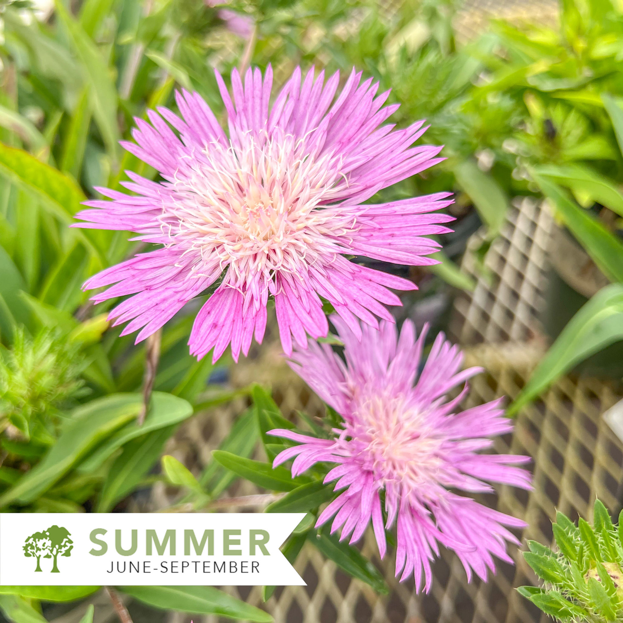 Color Wheel Stokes' Aster - Stokesia laevis 'Color Wheel'