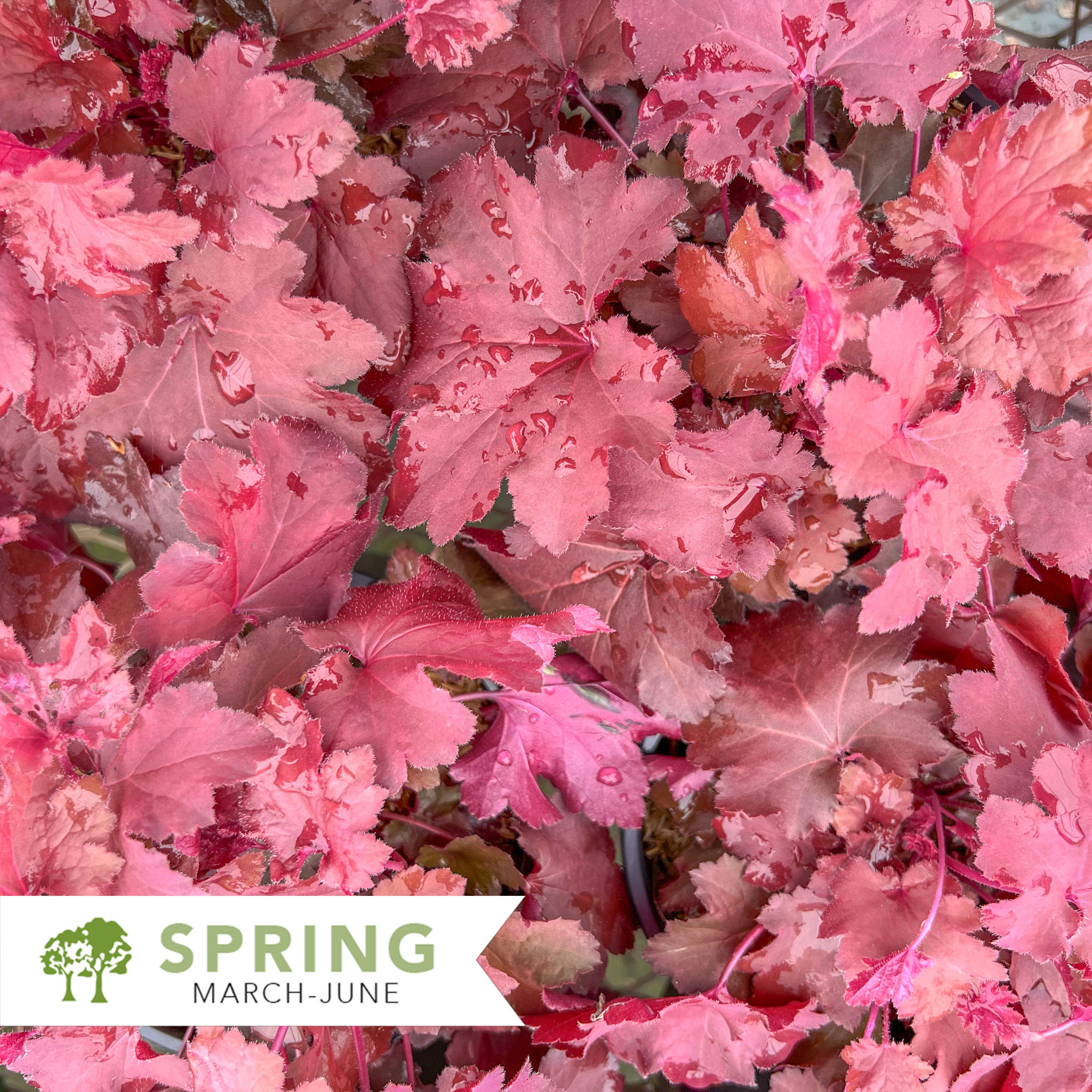 Magma Coral Bells – Heuchera x 'Magma'