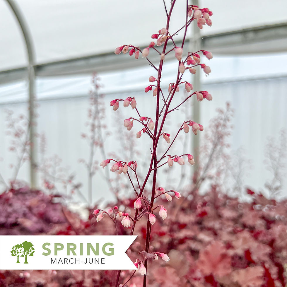 Thumbnail: Peach Crisp Coral Bells - Heuchera x 'Peach Crisp'
