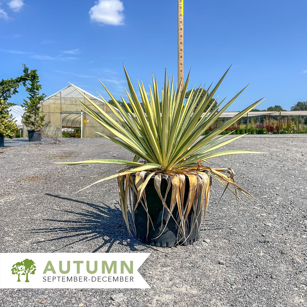 Thumbnail: Color Guard Yucca – Yucca filamentosa 'Color Guard'