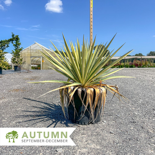 yucca様確認用 Color Guard Yucca – Yucca filamentosa 'Color Guard' | Shepherdssupply