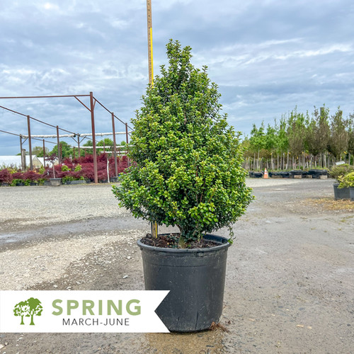 Steeds Upright Japanese Holly - Ilex crenata 'Steeds