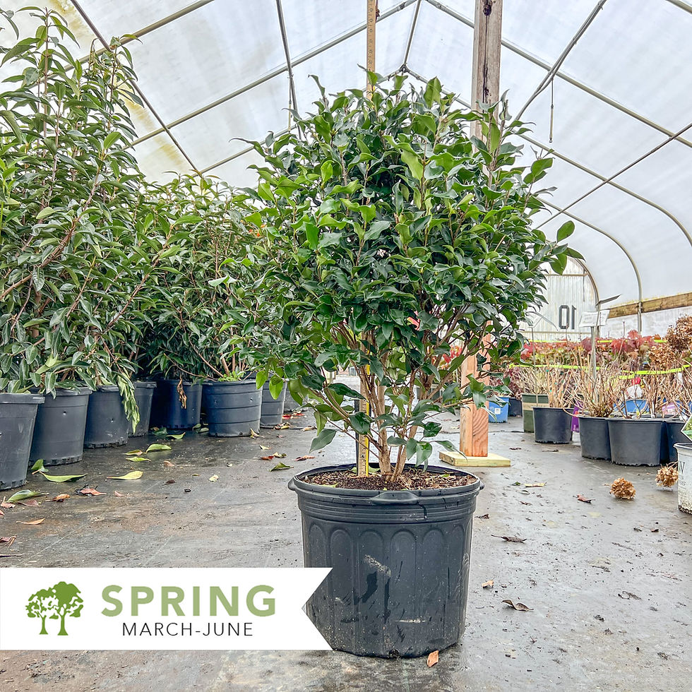Thumbnail: Curled-Leaf Privet (Recurve) - Ligustrum japonicum 'Recurvifolium'