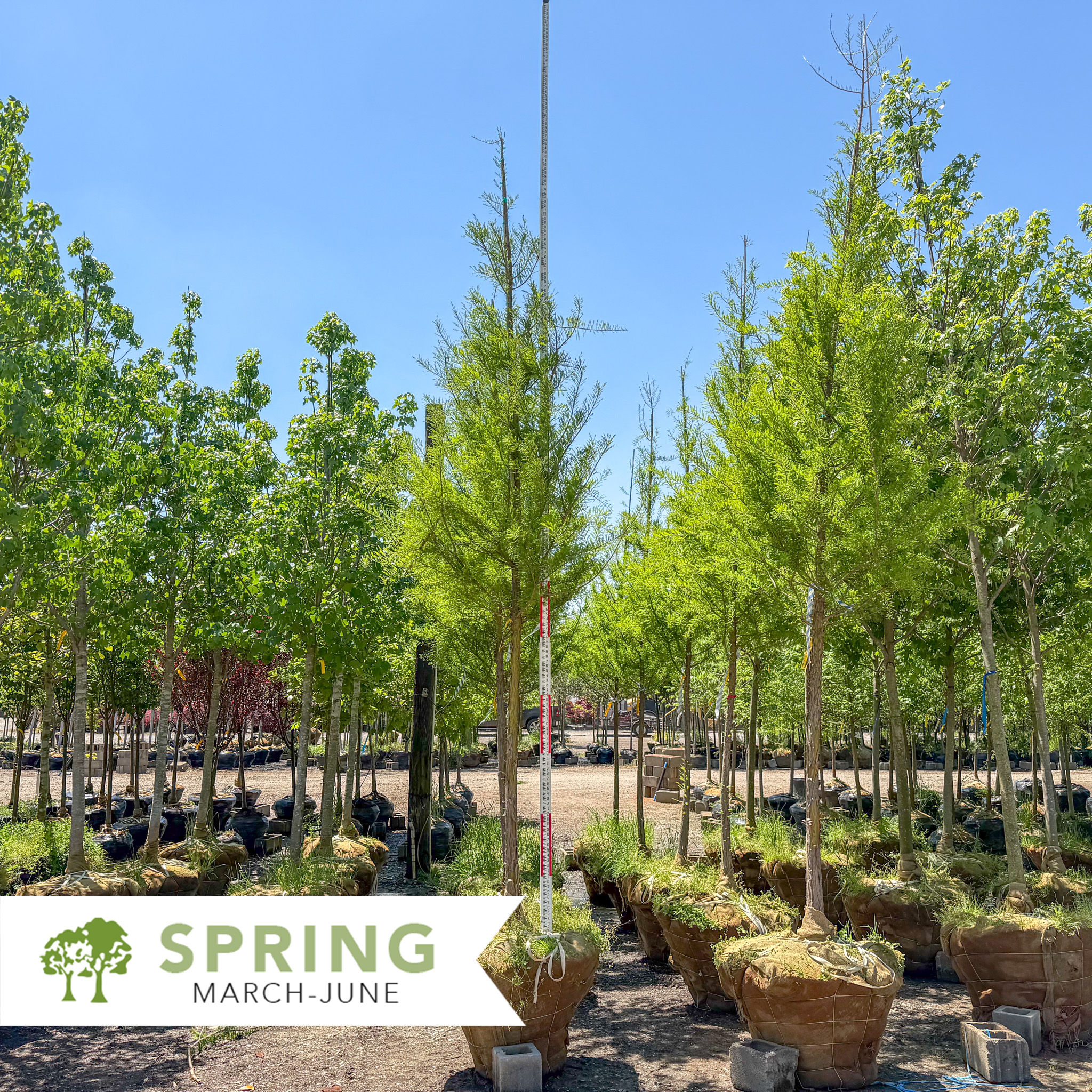 Shawnee Brave Bald Cypress - Taxodium distichum 'Mickelson' SHAWNEE BRAVE