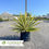 Thumbnail: Color Guard Yucca – Yucca filamentosa 'Color Guard'