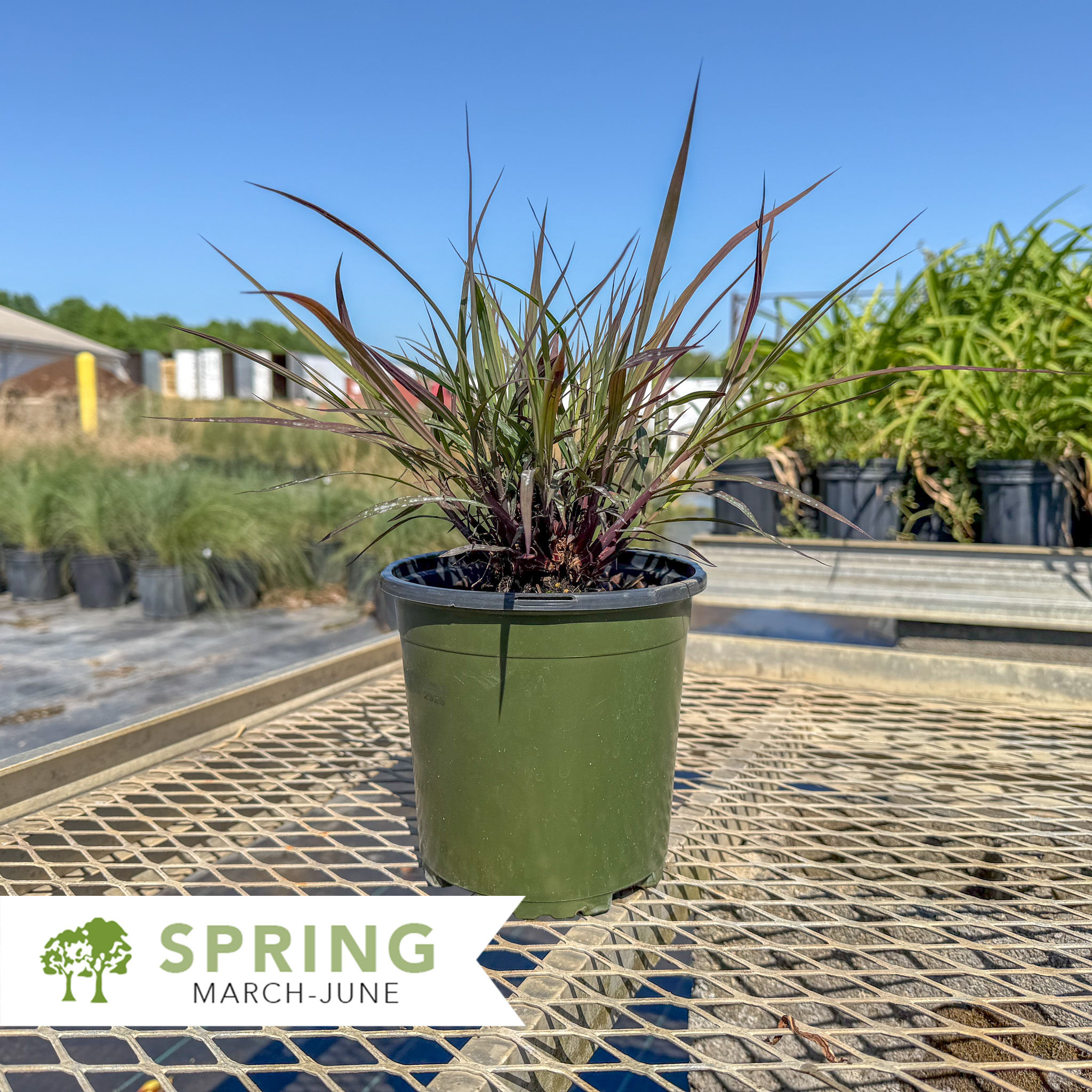 Blackhawks Big Bluestem Grass - Andropogon gerardii 'Blackhawks'