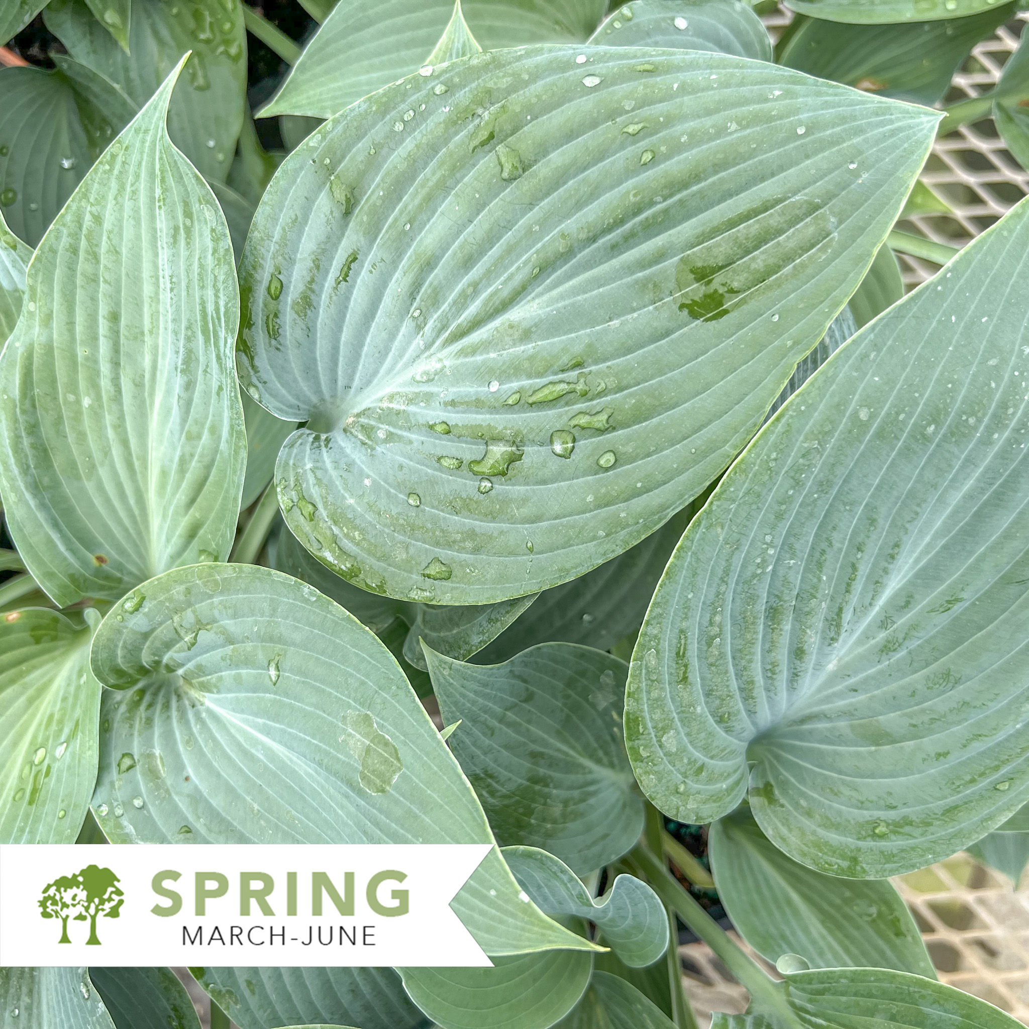 Halcyon Blue Hosta – Hosta x 'Halcyon'