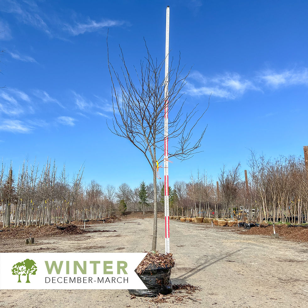 Thumbnail: Forest Pansy Redbud - Cercis canadensis 'Forest Pansy'