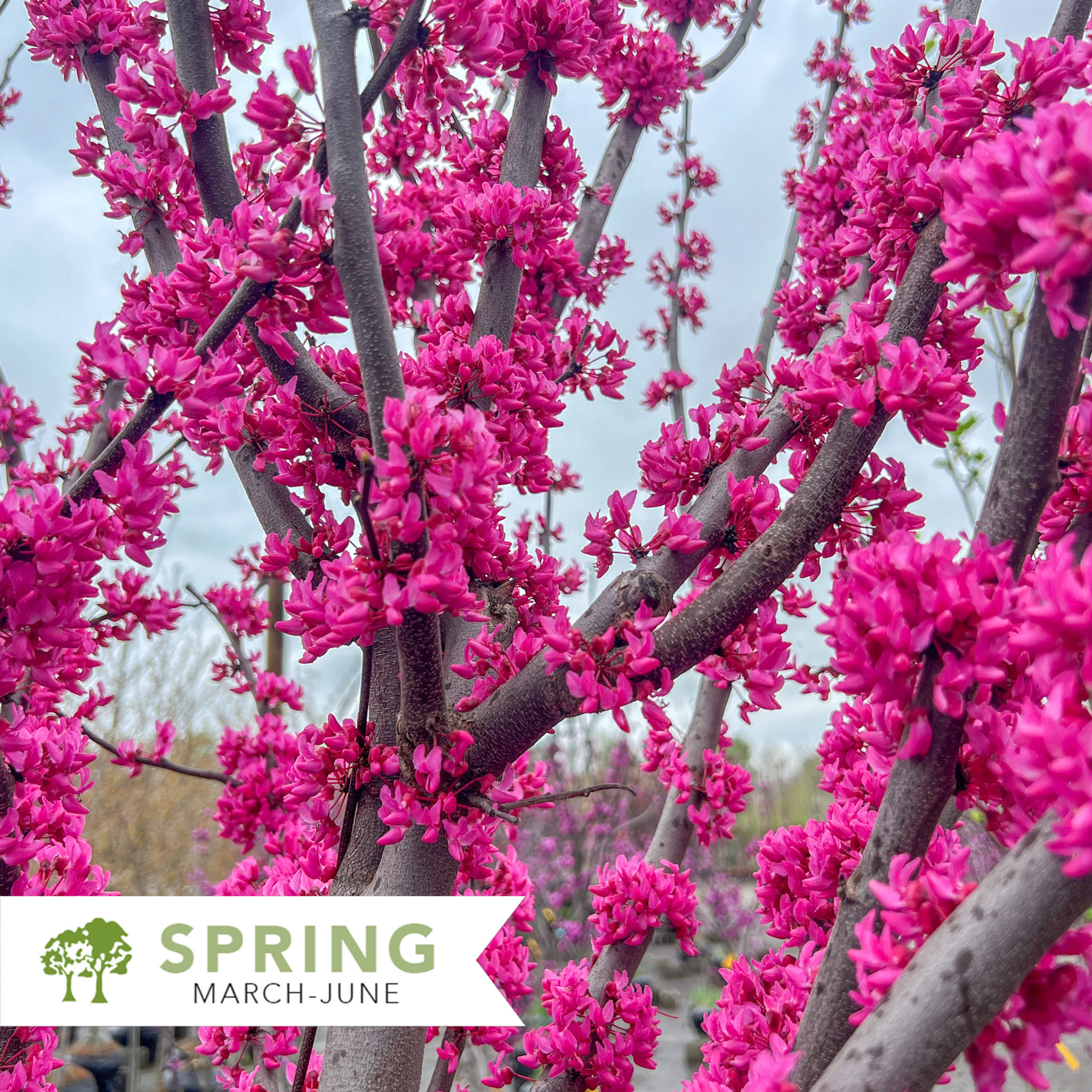 Appalachian Red Redbud - Cercis canadensis 'Appalachian Red'