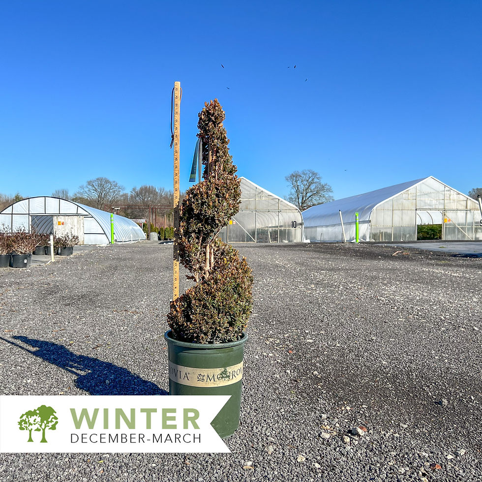 Thumbnail: Spiral Green Mountain Boxwood Topiary - Buxus x 'Green Mountain'