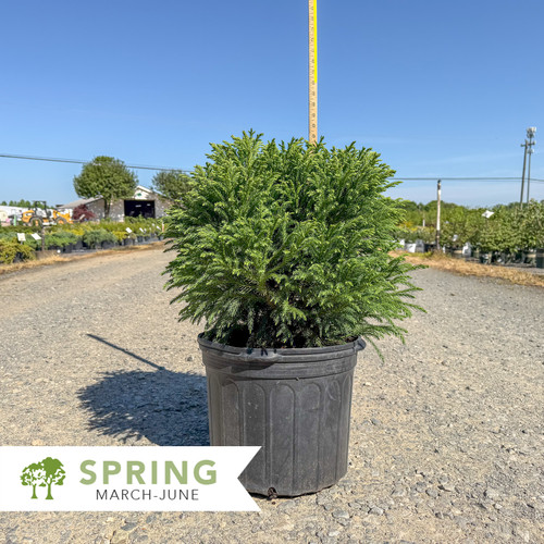 Dwarf Globe Cryptomeria - Cryptomeria japonica 'Globosa Nana