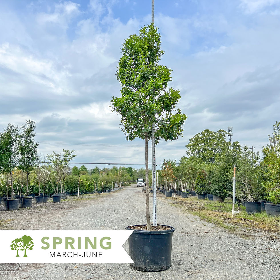 Patio Jewel Holly - Ilex cassine ‘Patio Jewel‘