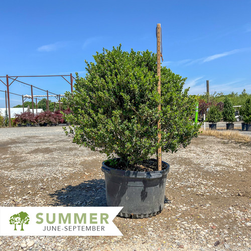 Compact Japanese Holly - Ilex crenata 'Compacta' | Shepherdssupply