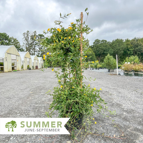 Swamp Jessamine - Gelsemium rankinii | Shepherdssupply