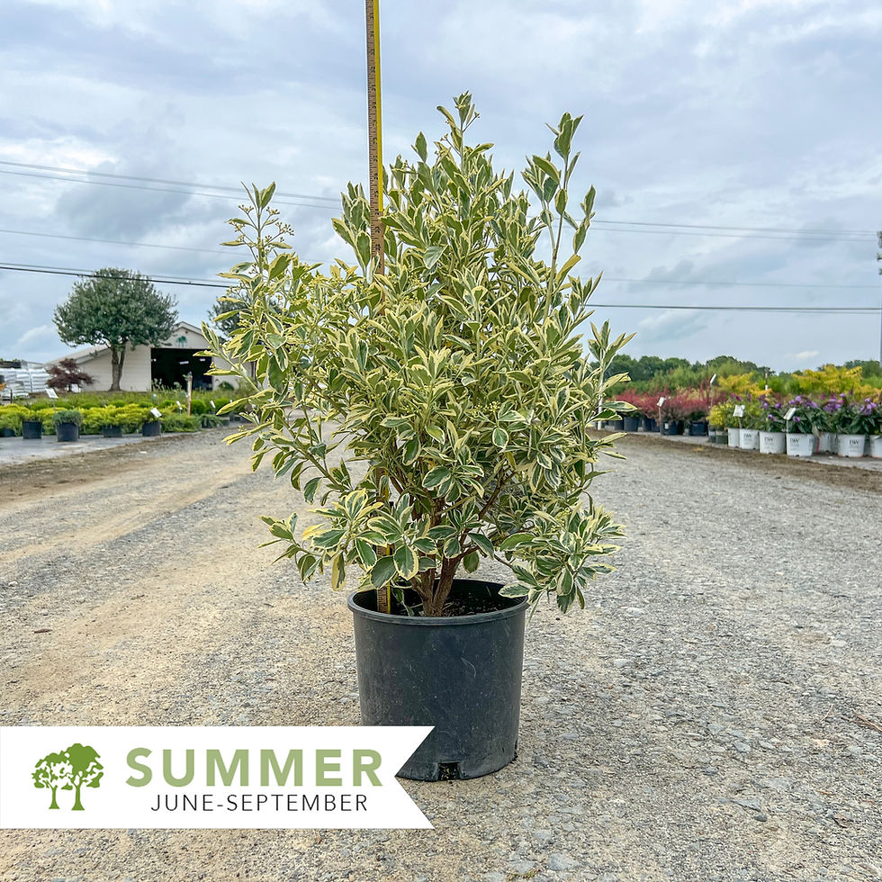 Thumbnail: Silver King Euonymus - Euonymus japonicus 'Silver King'