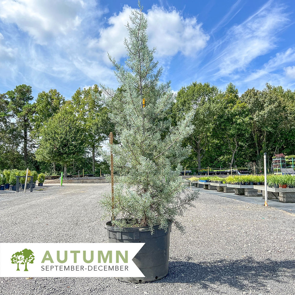 Thumbnail: Smooth Arizona Cypress – Cupressus arizonica var. glabra 'Blue Ice'