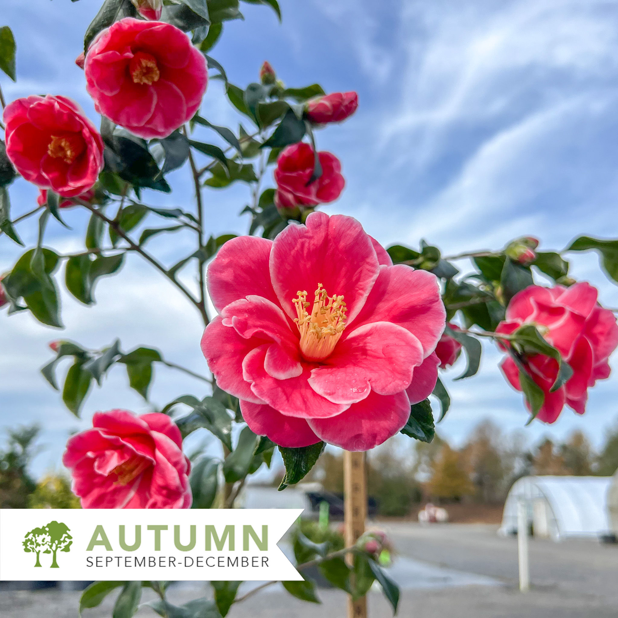 Christmas Carol™ Camellia - Camellia sasanqua 'Green J-039'