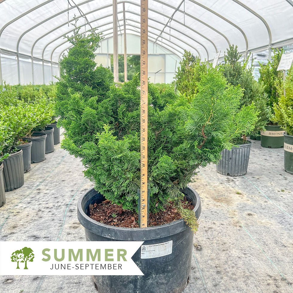Thumbnail: Dwarf Hinoki Cypress - Chamaecyparis obtusa 'Nana Gracilis'
