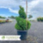 Thumbnail: American Boxwood Spiral Topiary - Buxus sempervirens
