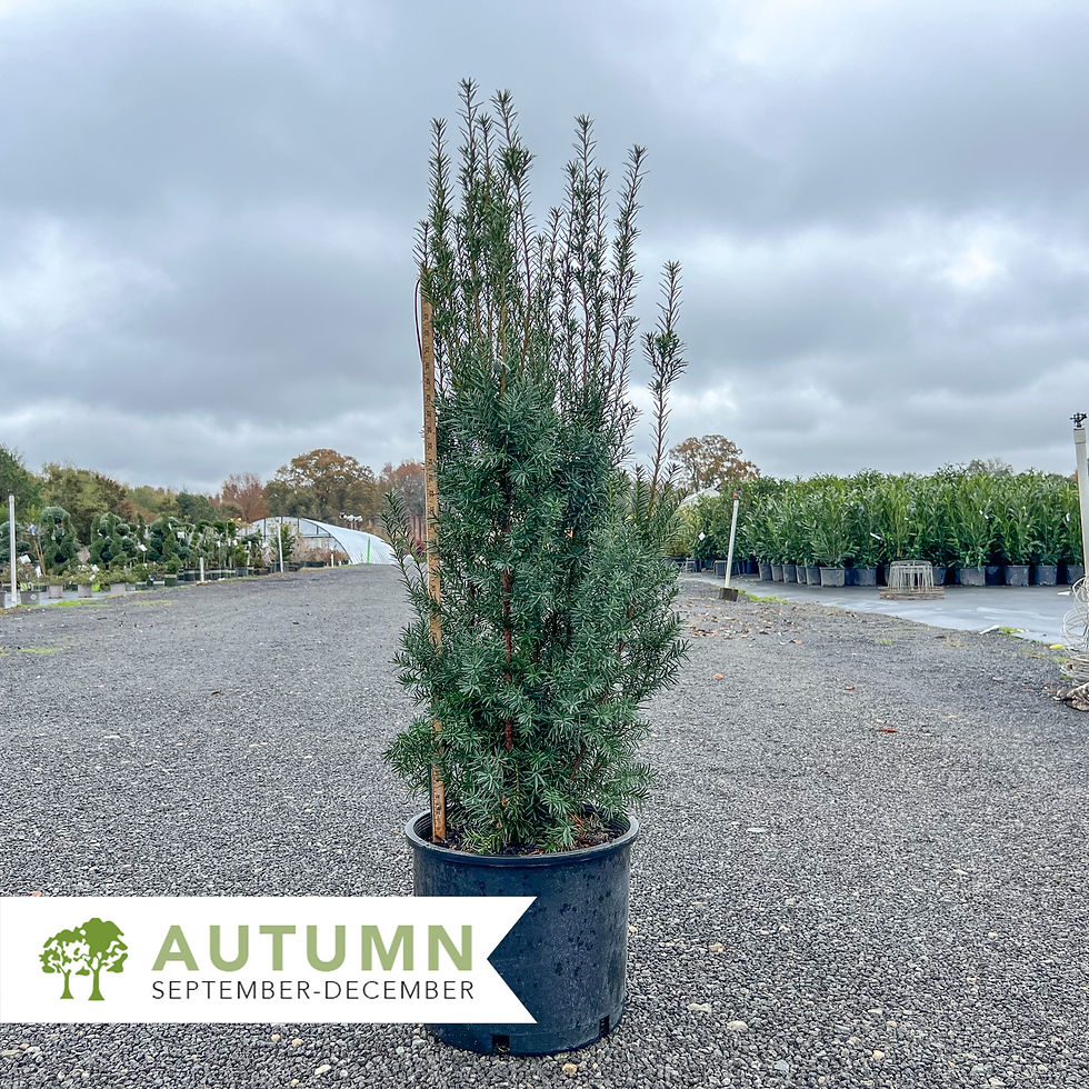 Thumbnail: Hicks Yew - Taxus x media 'Hicksii'