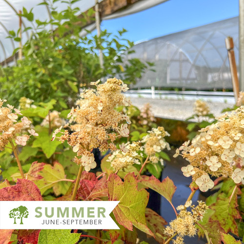 Sikes Dwarf Hydrangea - Hydrangea quercifolia 'Sike's Dwarf