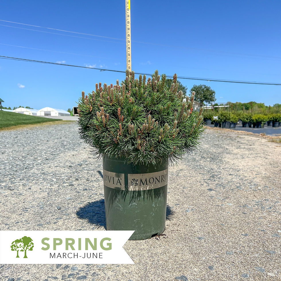 Thumbnail: Little Rick™ Mugo Pine - Pinus mugo 'Monjaw'