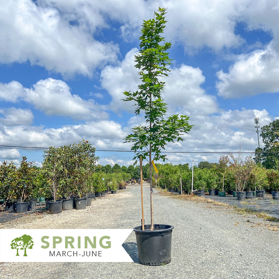 Thumbnail: Legacy Sugar Maple - Acer saccharum 'Legacy'