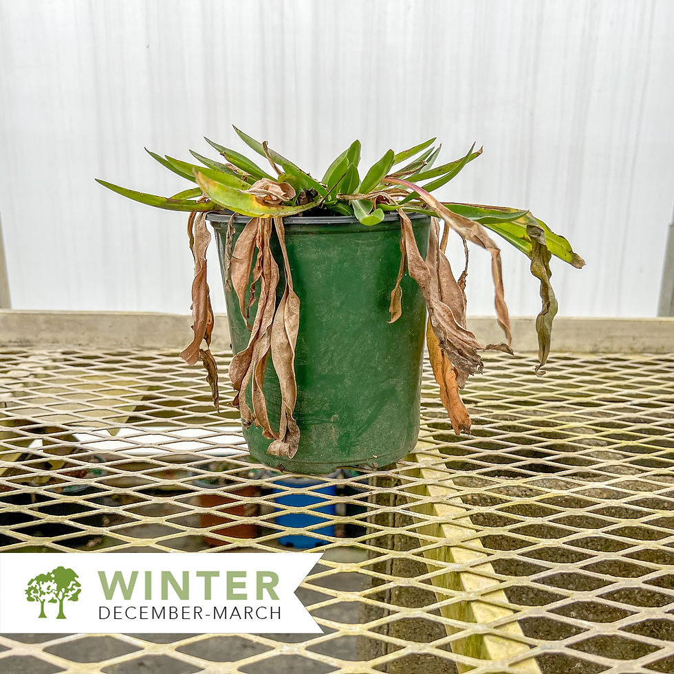 Thumbnail: Stokes Aster - Stokesia laevis 'Honeysong Purple'