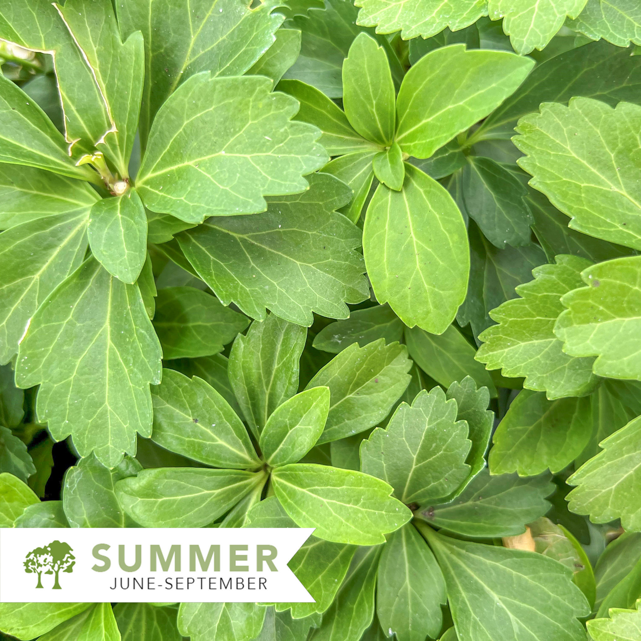 Japanese Spurge - Pachysandra terminalis