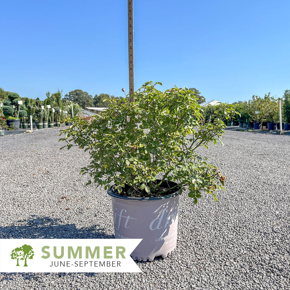 Thumbnail: Peach Drift® Rose - Rosa 'Meigalpio'