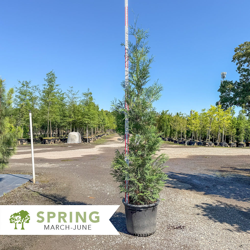 Thumbnail: American Pillar Aborvitae - Thuja occidentalis 'American Pillar'