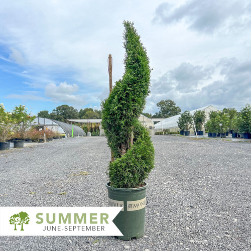 Spiral Emerald Green Arborvitae - Thuja occidentalis 'Smaragd Spiral Emerald Green Arborvitae - Thuja occidentalis 'Smaragd