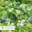 Thumbnail: Constellation® Dogwood – Cornus x rutgersensis 'Rutcan'
