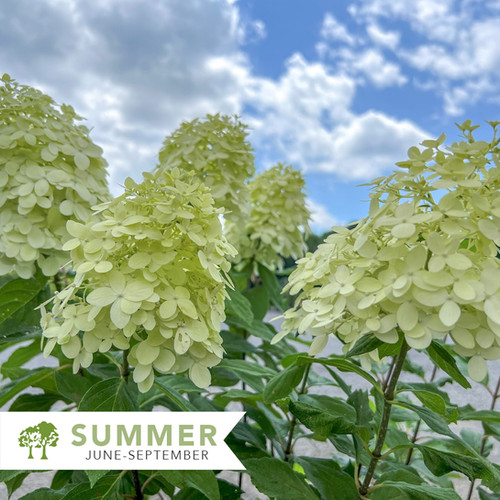 Limelight Prime® Hydrangea - Hydrangea paniculata 'SMNHPPH