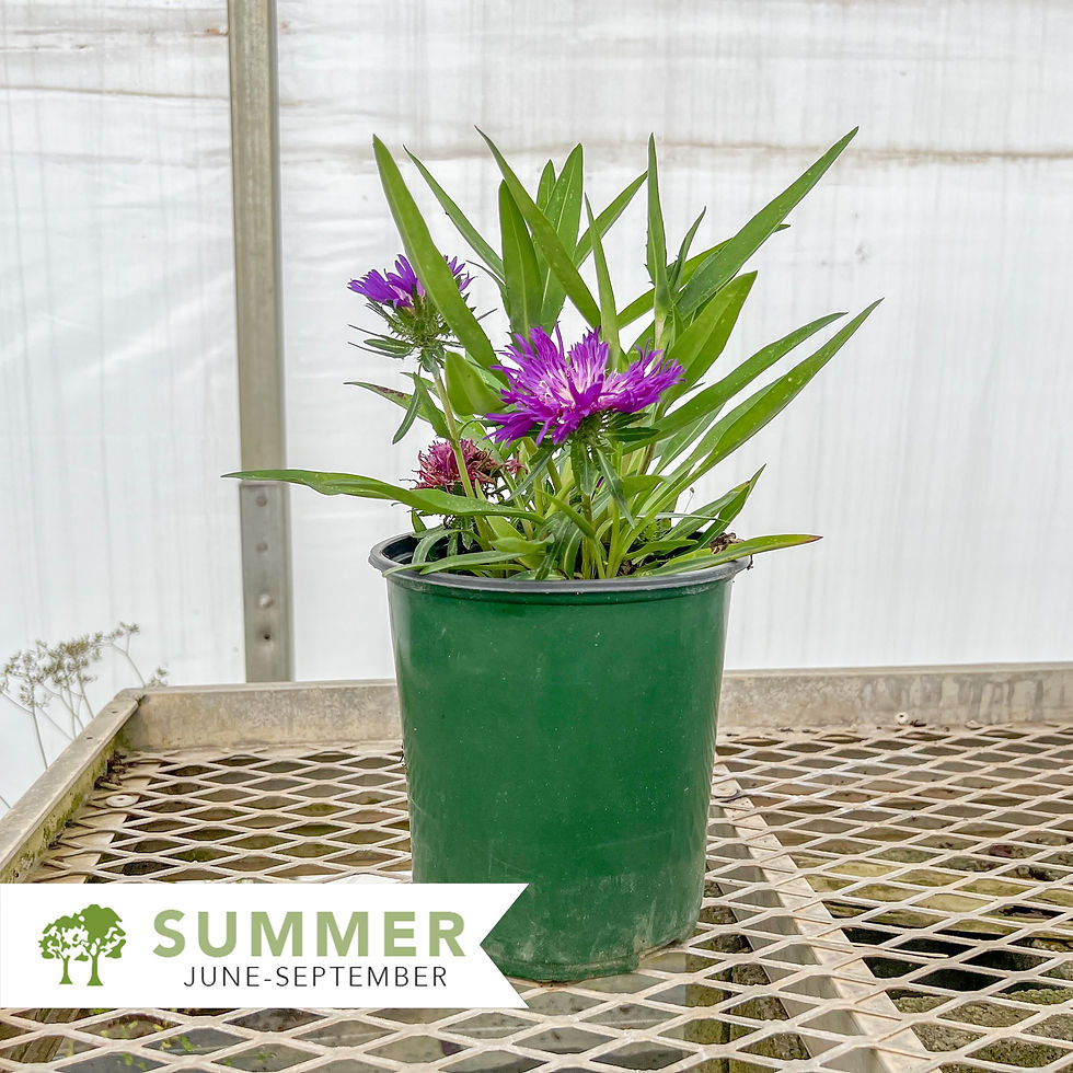 Thumbnail: Stokes Aster - Stokesia laevis 'Honeysong Purple'