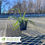 Thumbnail: Big Blue Liriope - Liriope muscari 'Big Blue'