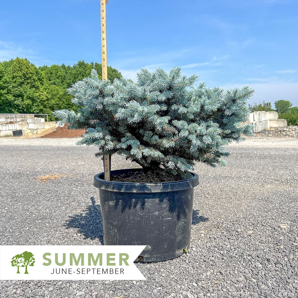 Thumbnail: Dwarf Globe Blue Spruce - Picea pungens 'Globosa'